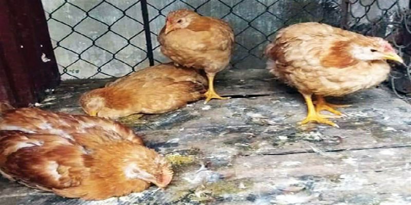 Bệnh thương hàn gà là gì?