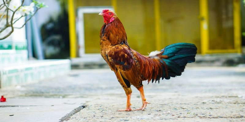 Tại sao cần biết các bí quyết nuôi gà tre