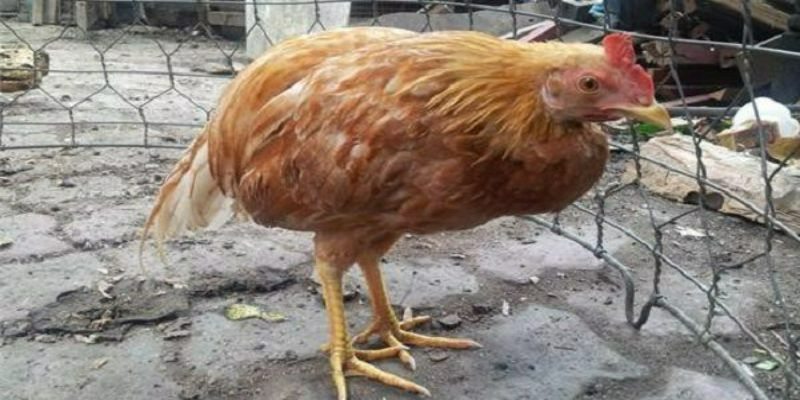Giải mã cho gà bị chướng diều khô chân là gì?
