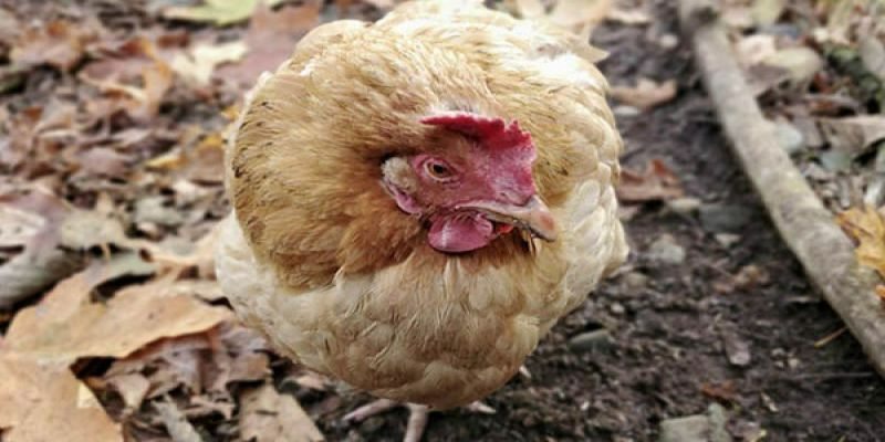Các biểu hiện gà mắc bệnh phổi