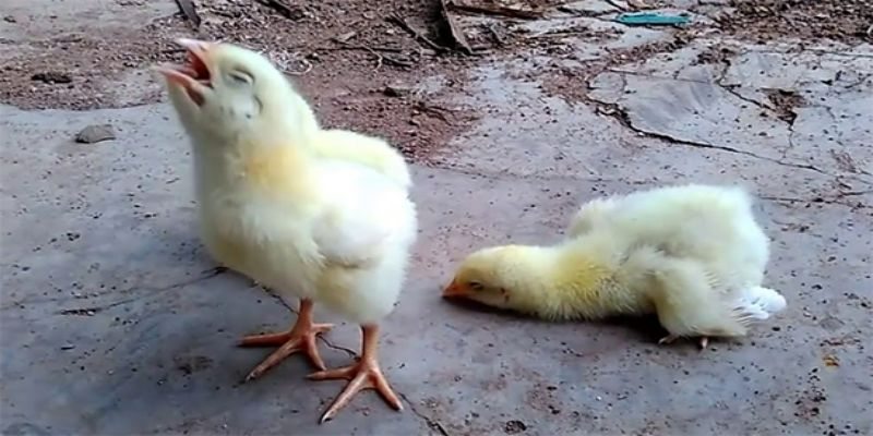 Tác nhân gây bệnh phổi là gì