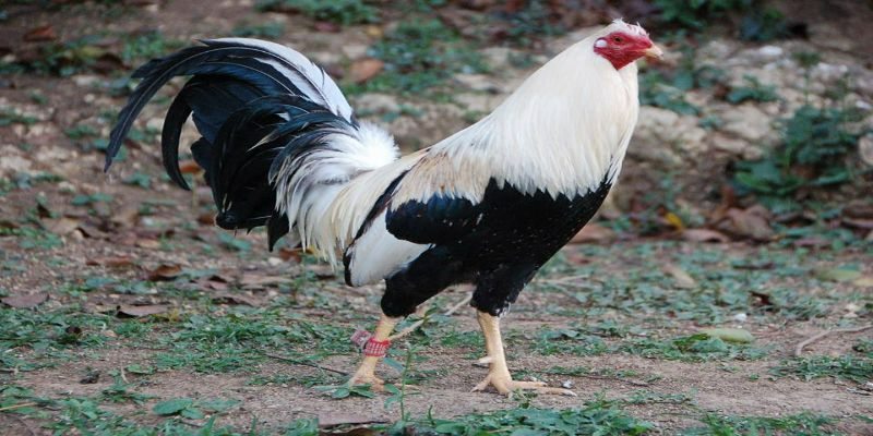 Danh sach top loại gà đá hay nhất thế giới