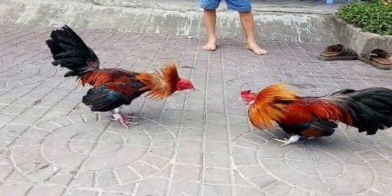 Lựa chọn thông qua thể trạng