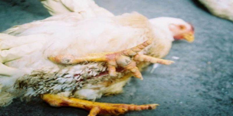 Nguyên nhân gà chọi bị đi ngoài