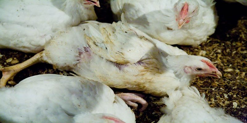Cách chữa gà chọi bị đi ngoài hiệu quả