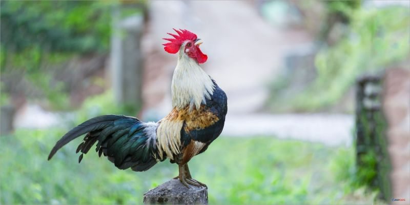 Cách nuôi gà đá tới pin cần nắm rõ