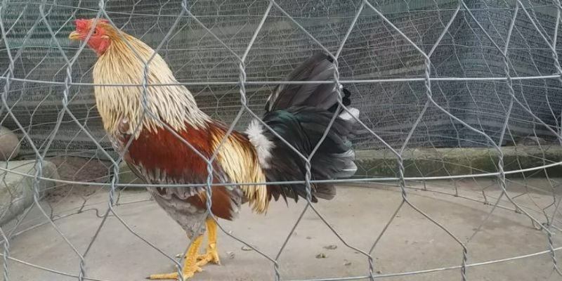 Cách nuôi gà giảm mỡ