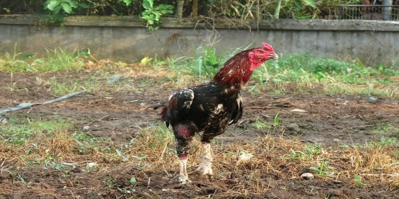 Cách chăm sóc cho gà đá hay nhất thế giới