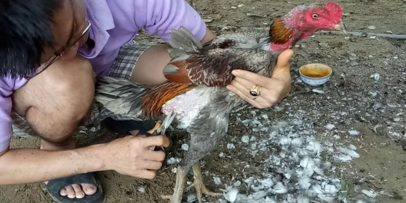 Cắt tỉa lông gà chọi thường xuyên có sao không?