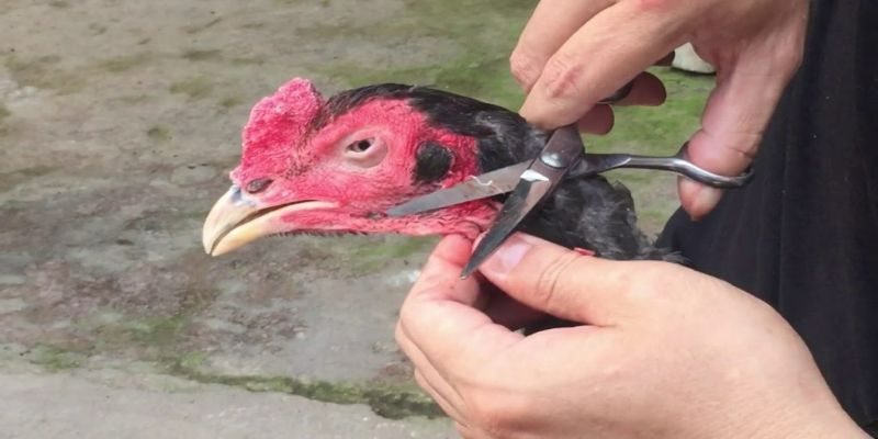 Khi nào thì nên cắt tỉa lông