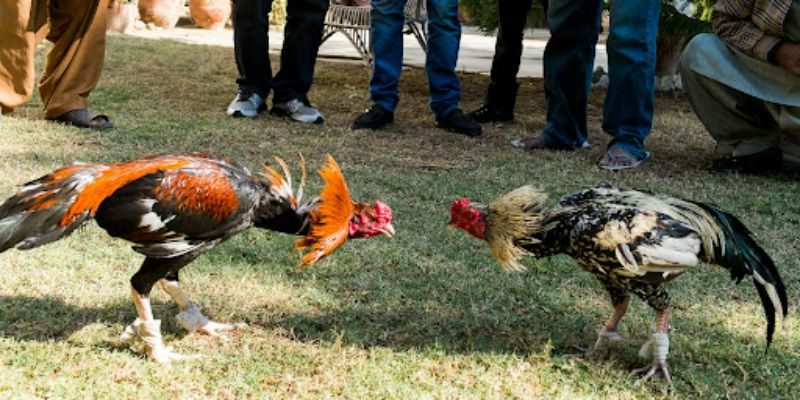 Đá gà trực tuyến Campuchia là gì