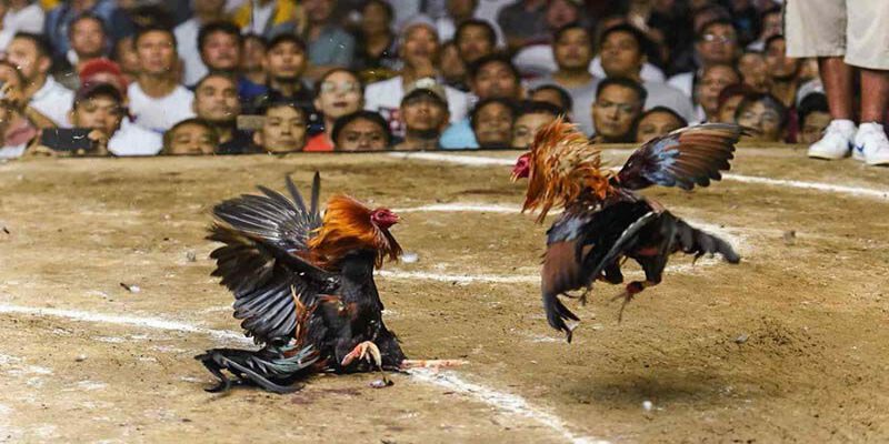 Đá gà trực tuyến – sản phẩm làm nên thương hiệu