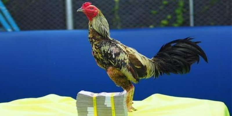Cách tập luyện gà đá hay nhất thế giới cho sư kê