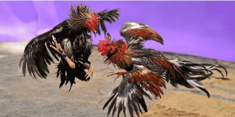 Điểm nổi bật của đá gà trực tuyến