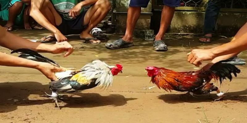 Quy tắc chơi trò đá gà cựa sắt