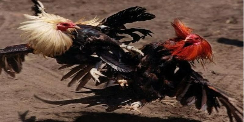 Các lưu ý tham gia đá gà ăn tiền