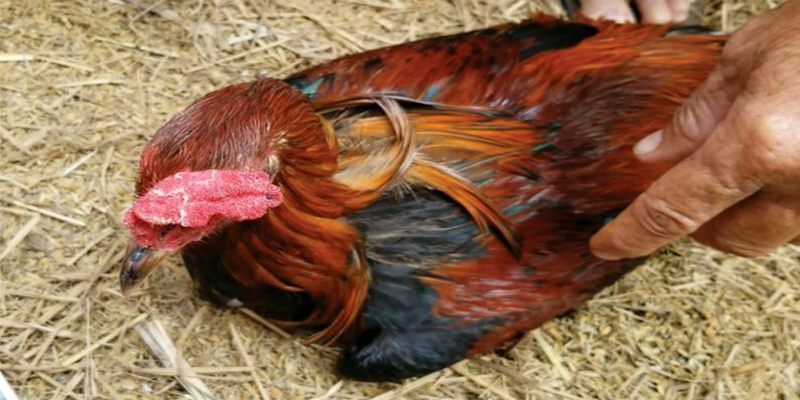 Biểu hiện gà bị chướng diều