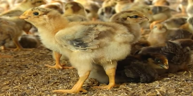 Chi tiết một số bệnh thường gặp