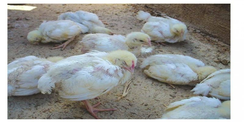 Cách chữa gà đi ngoài có phân xanh