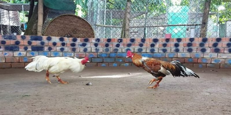 Kinh nghiệm tham gia đá gà hiệu quả