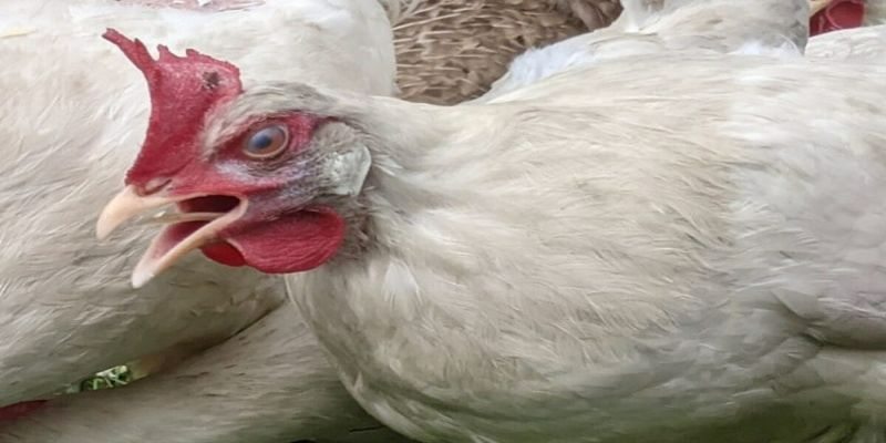 Các loại thuốc được dùng chữa
