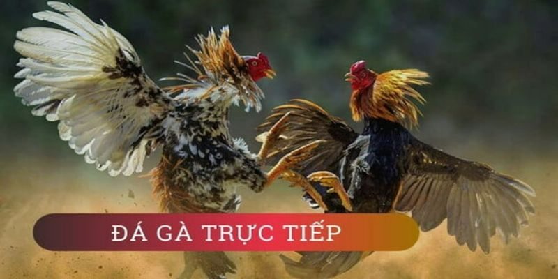 Tham gia đá gà trực tuyến bằng cách nào?