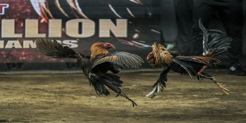 Những cách chơi như cao thủ