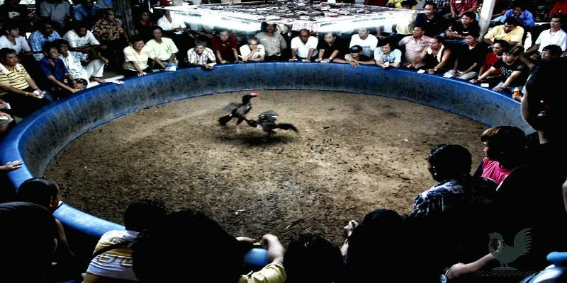Ưu điểm nổi bật của trường gà