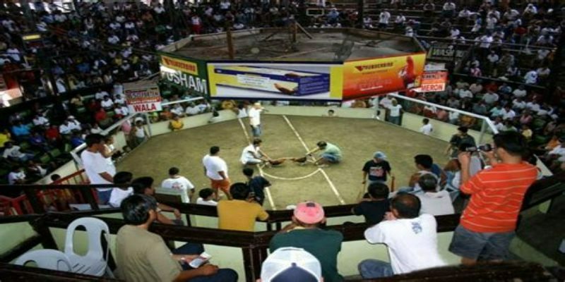 Trải nghiệm thú vị khi tham gia trường gà
