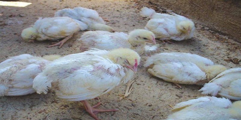 Những biểu hiện của bệnh gumboro ở gà