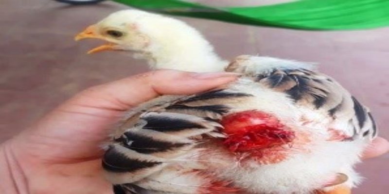 Gà bị thương do mổ cắn lẫn nhau