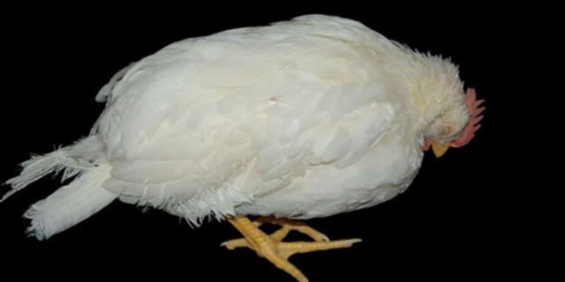 Các cách điều trị dứt điểm bệnh gumboro ở gà
