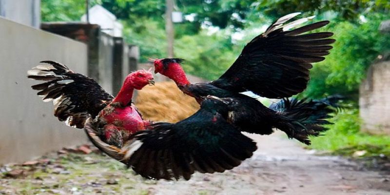 Đặc điểm nổi bật của gà chọi hay