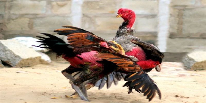 Tía Kinh Kong - Đẳng cấp hoa phượng đỏ
