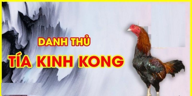 Kê vương Bình Định - Mảnh đất tạo nên gà chọi hay nhất Việt Nam