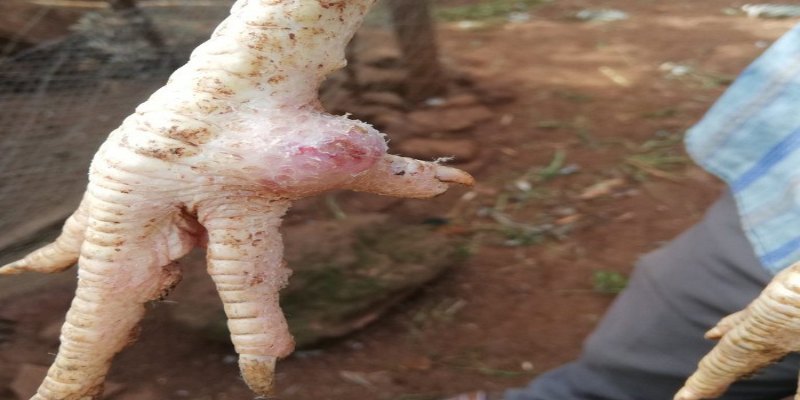 Bọ đỏ cắn khiến gà bị sưng khớp chân