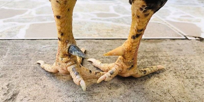 Tại sao cần phải xem cựa gà đá