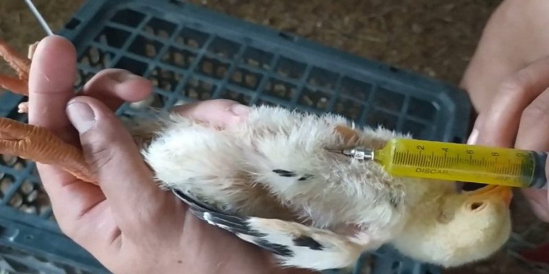 Tiêm vắc xin đúng lịch để phòng chống bệnh gumboro ở gà