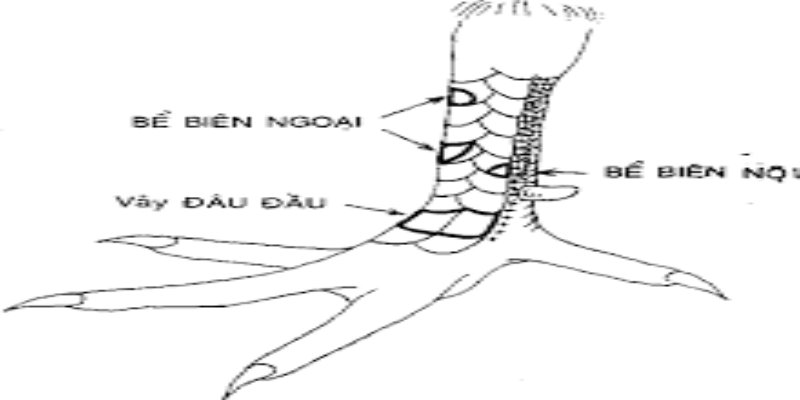 Vảy khai hậu là một loại vảy gà chọi xấu