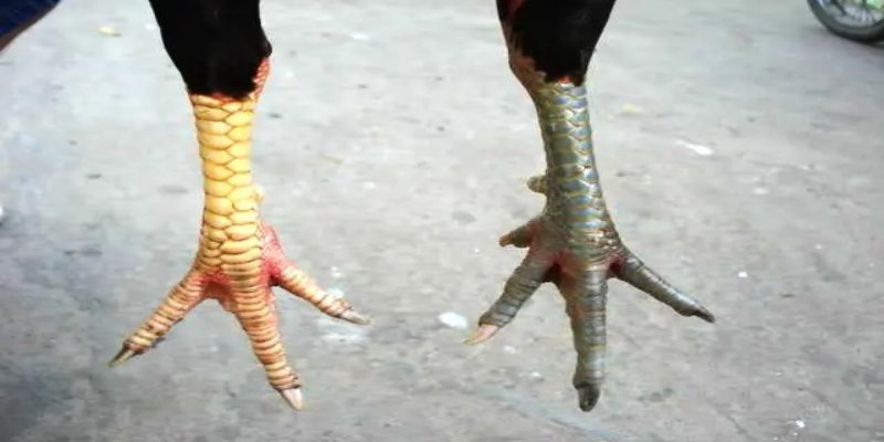 Loại cựa nhật nguyệt trong xem cựa gà đá